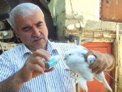 Güvercin hobisi, yaş sınırı tanımıyor